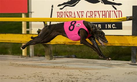 Zammit and Tzouvelis set for Group 1 glory at Albion Park.